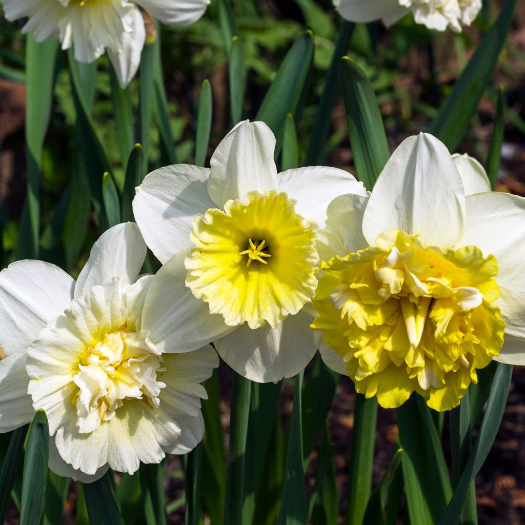 Narcissus Ice King - Daffodil