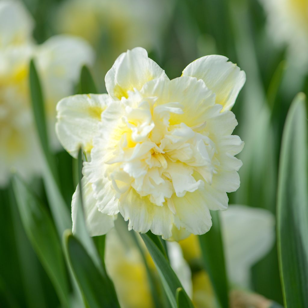 Narcissus Ice King - Daffodil
