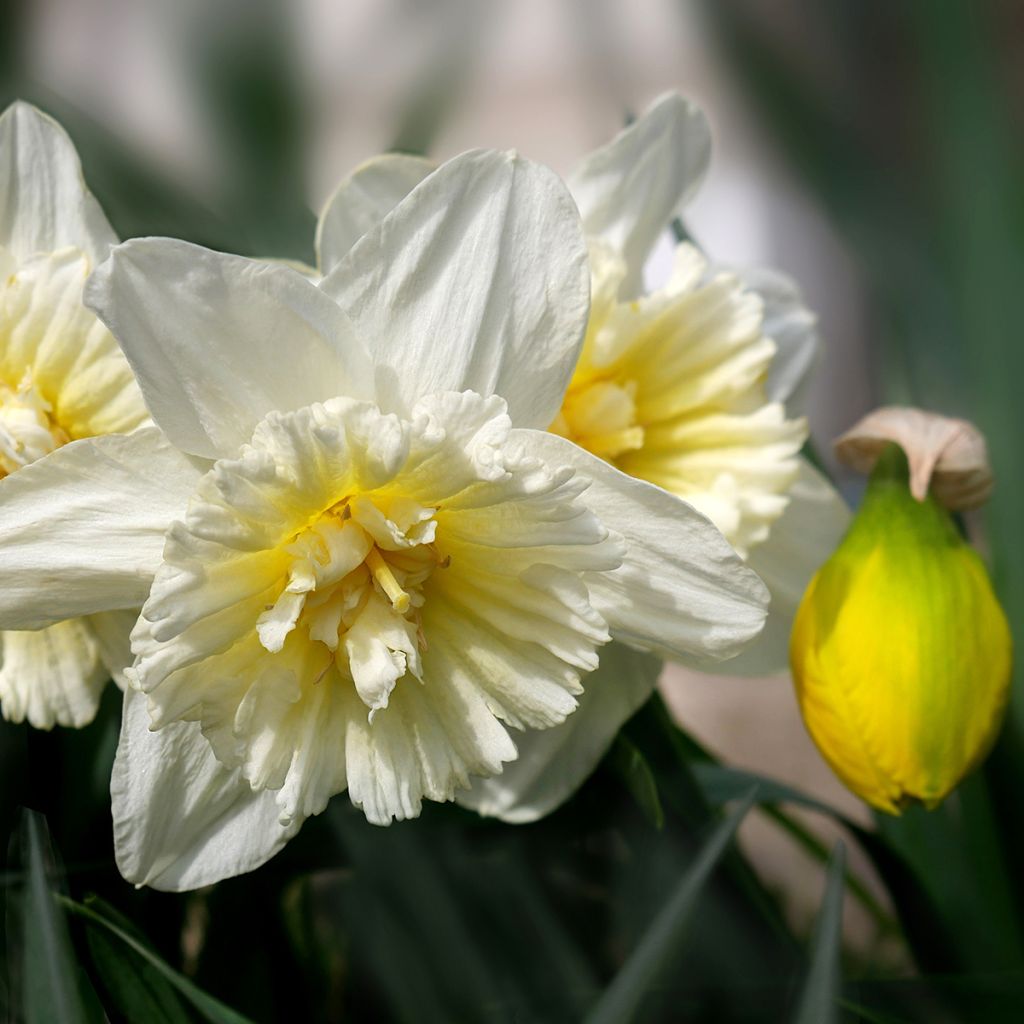 Narcissus Ice King - Daffodil