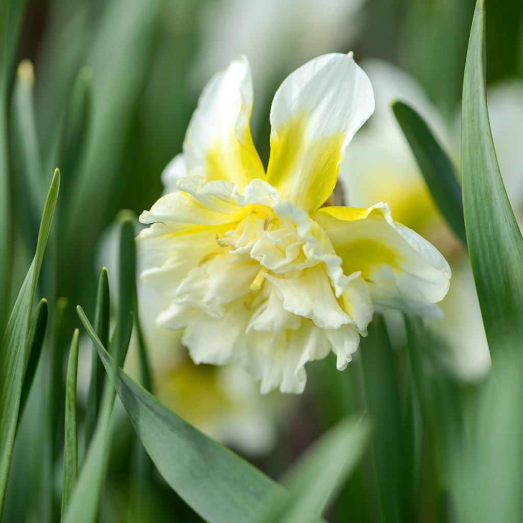 Narcissus Ice King - Daffodil