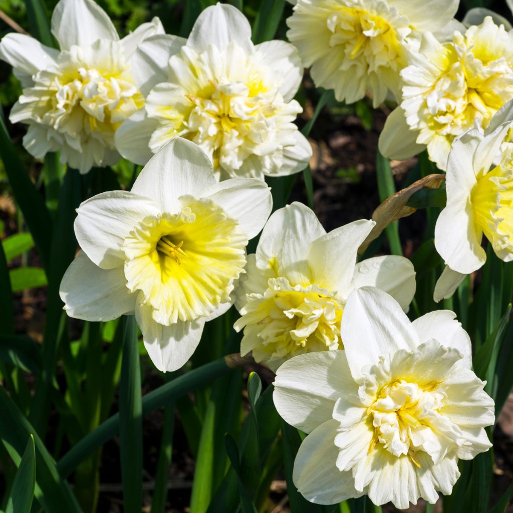 Narcissus Ice King - Daffodil