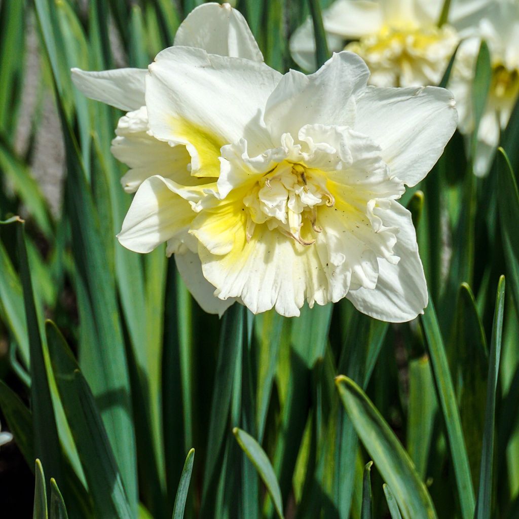 Narcissus Ice King - Daffodil