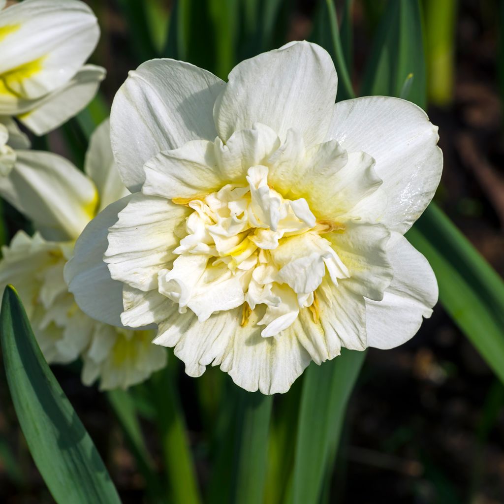 Narcissus Ice King - Daffodil