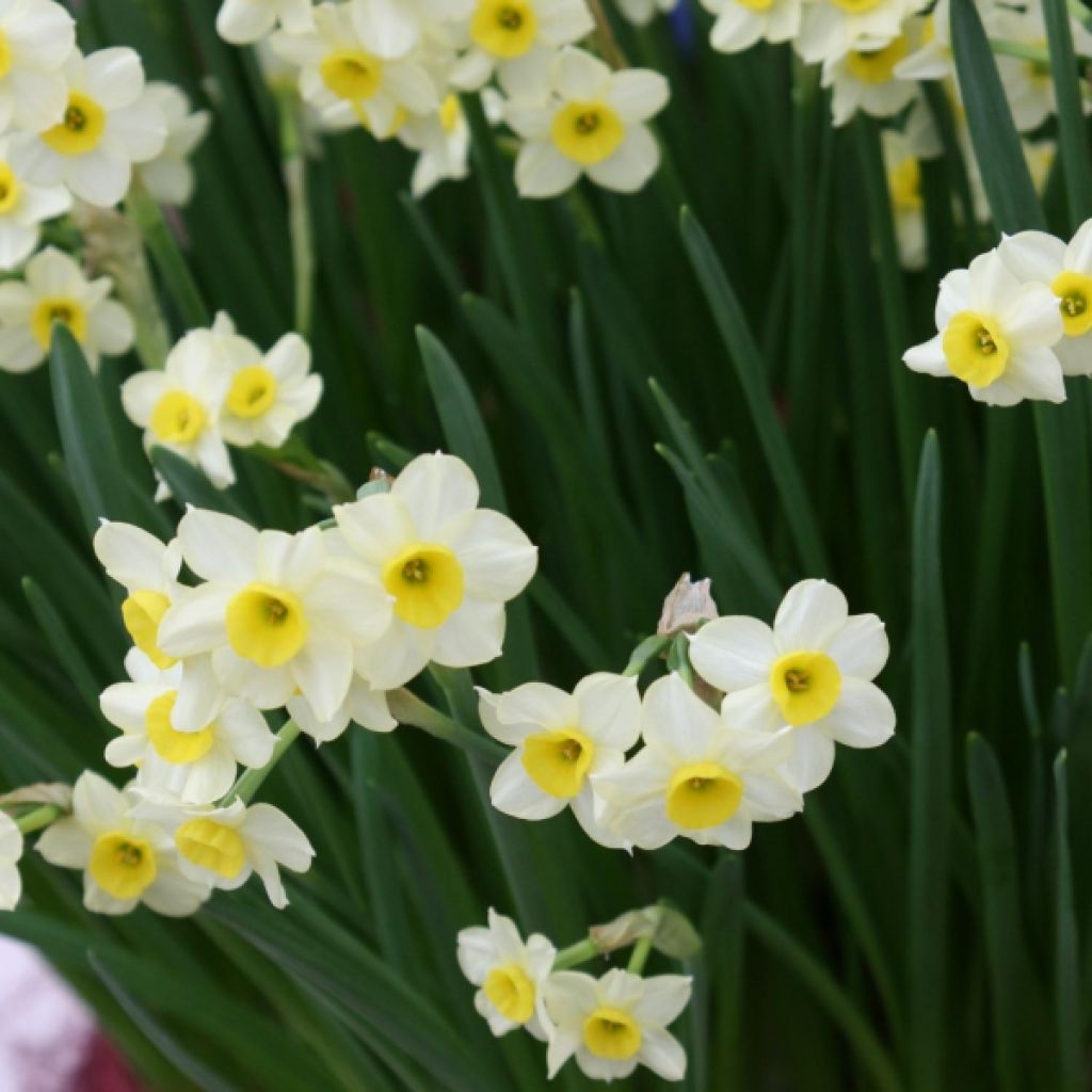 Narcissus Minnow