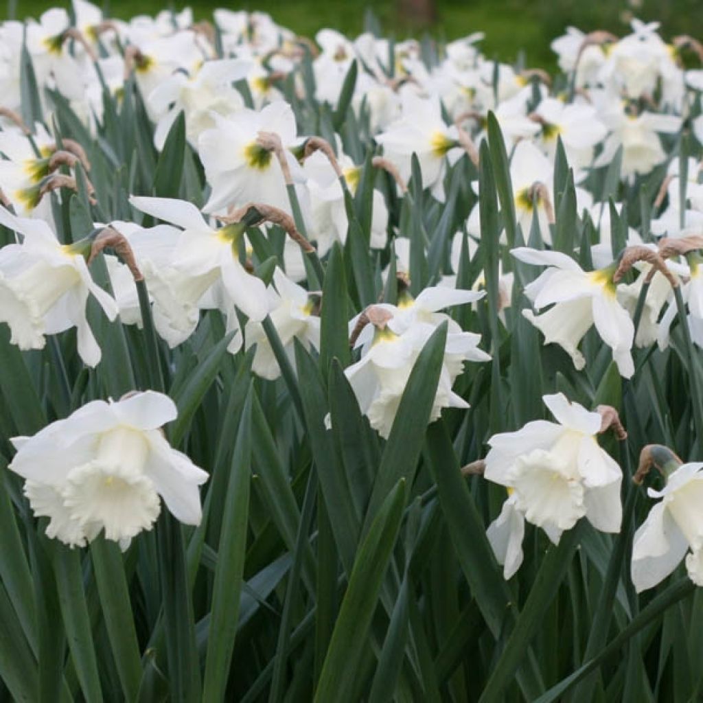 Narcissus Mount Hood