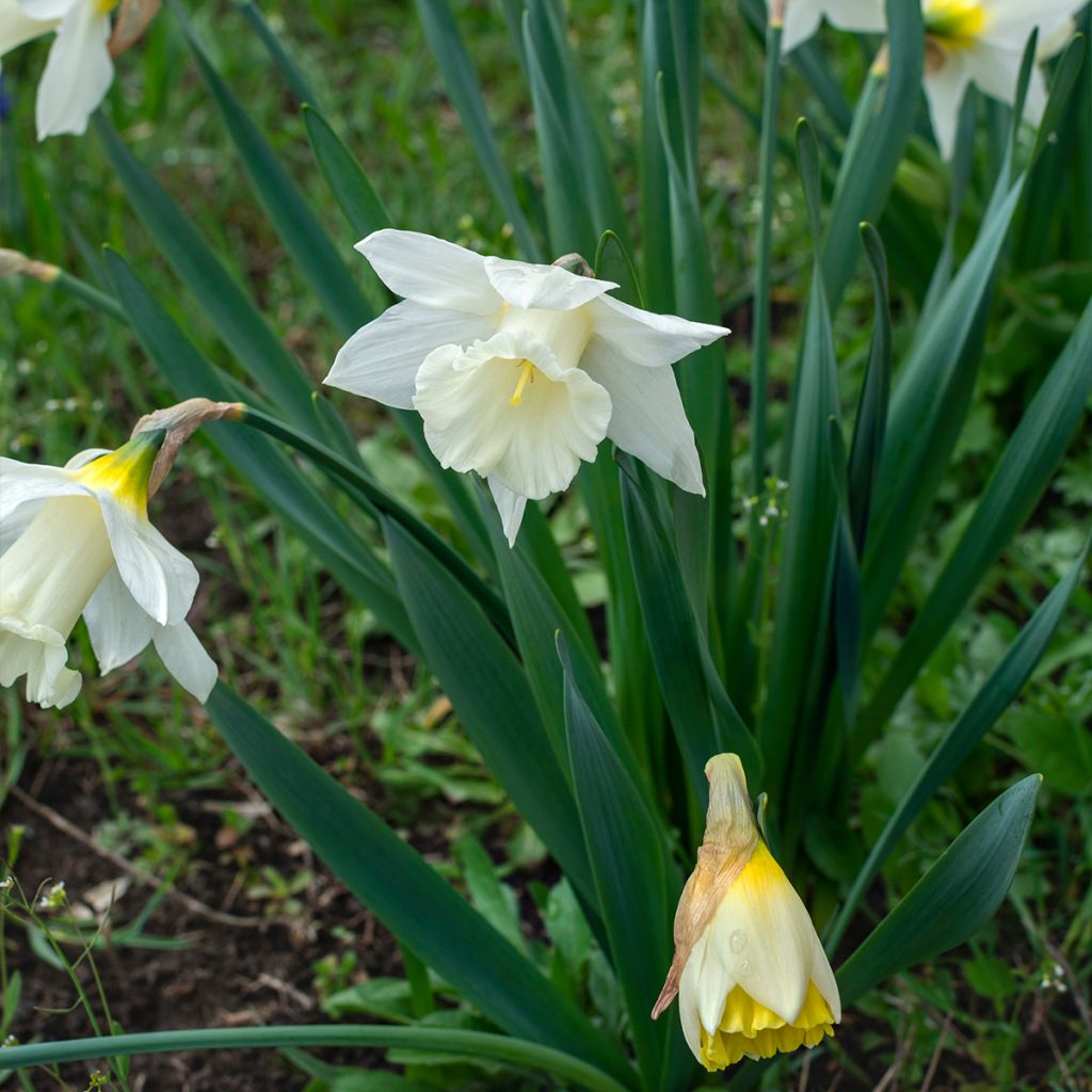 Narcissus Mount Hood