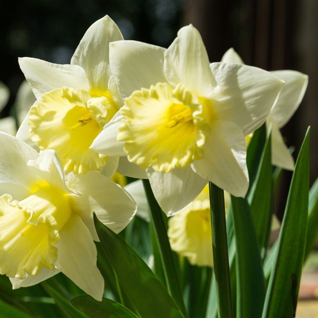 Narcissus Mount Hood