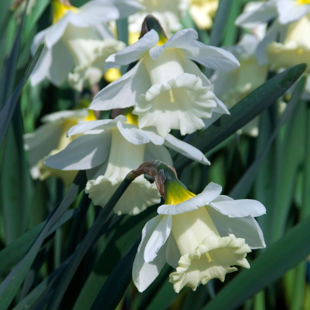 Narcissus Mount Hood