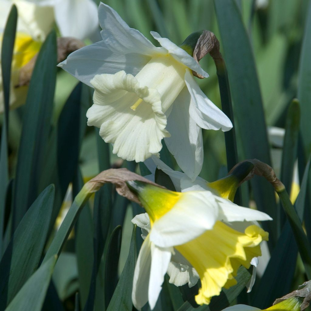 Narcissus Mount Hood