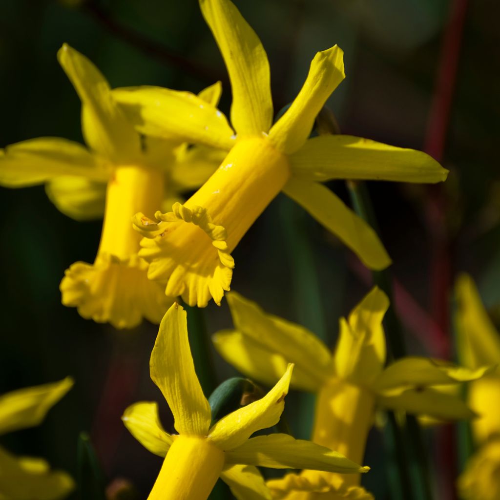 Narcissus cyclamineus Peeping Tom