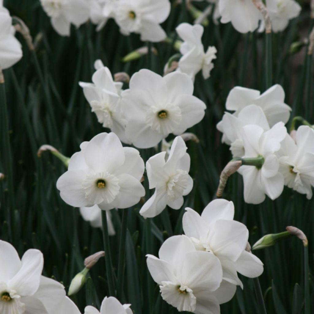 Narcissus Pipers End - Daffodil