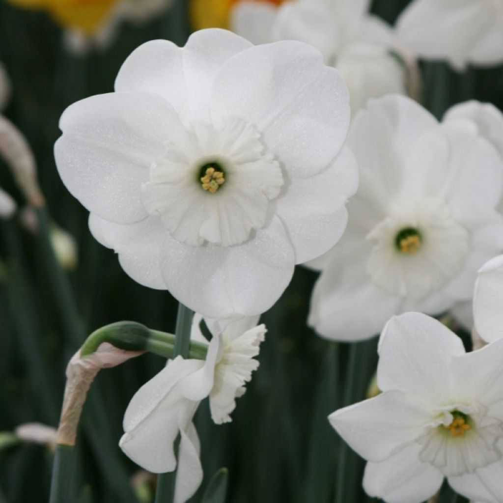 Narcissus Pipers End - Daffodil