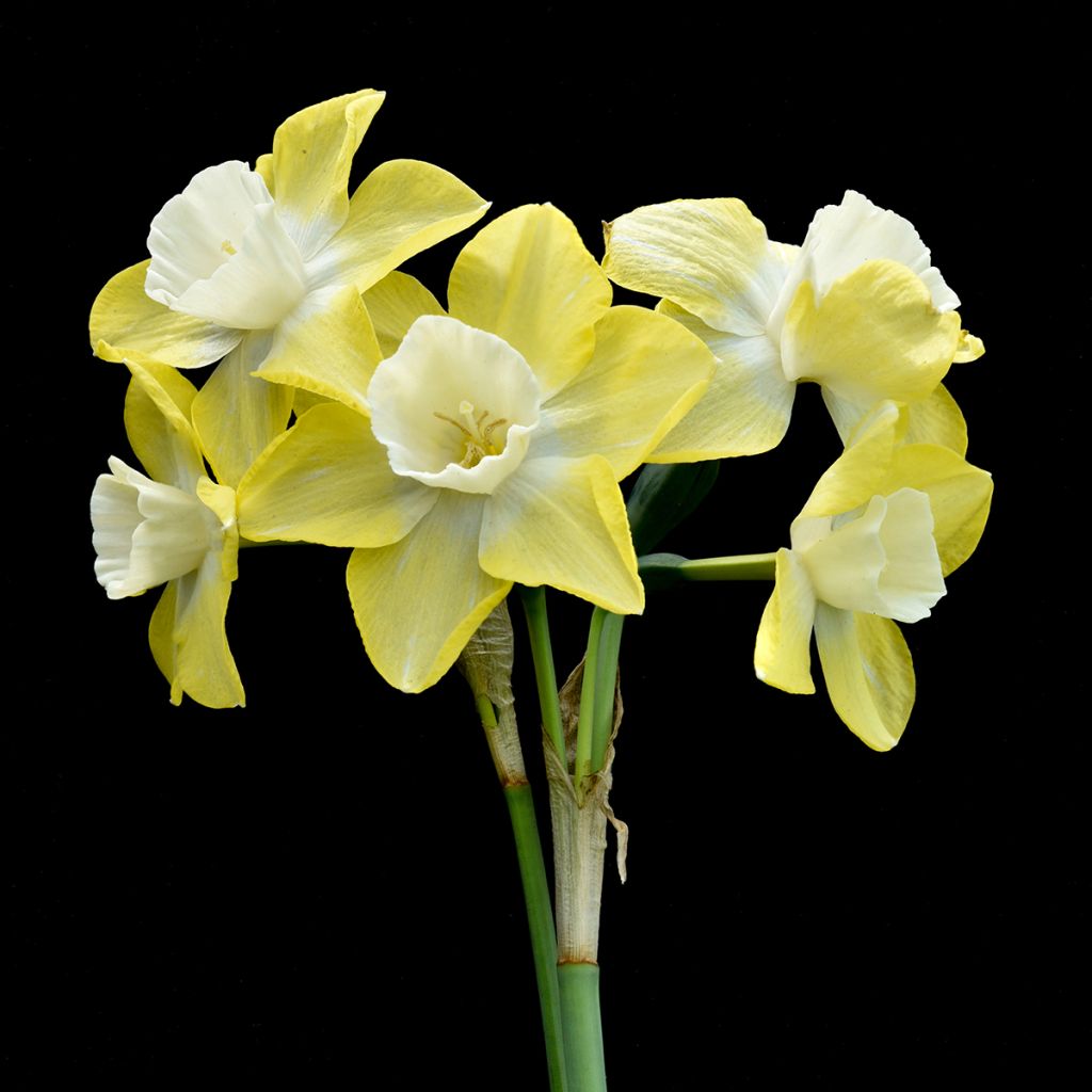 Narcissus jonquilla Pipit