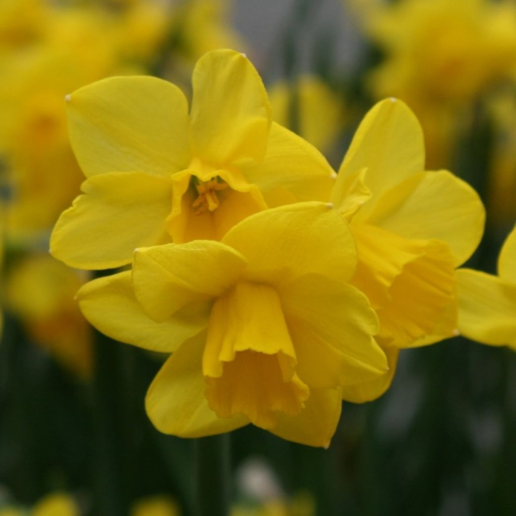 Narcissus Quail - Daffodil