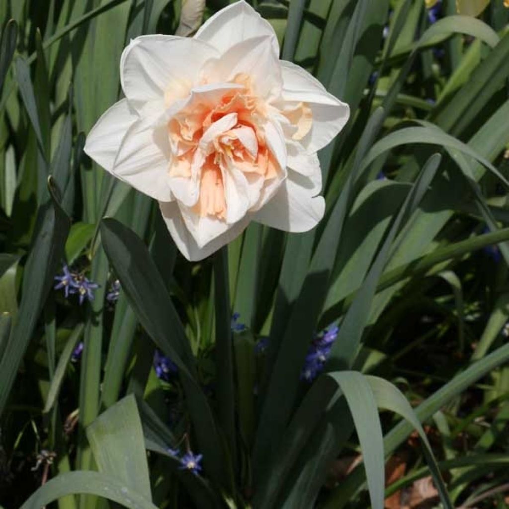 Narcissus Replete - Daffodil
