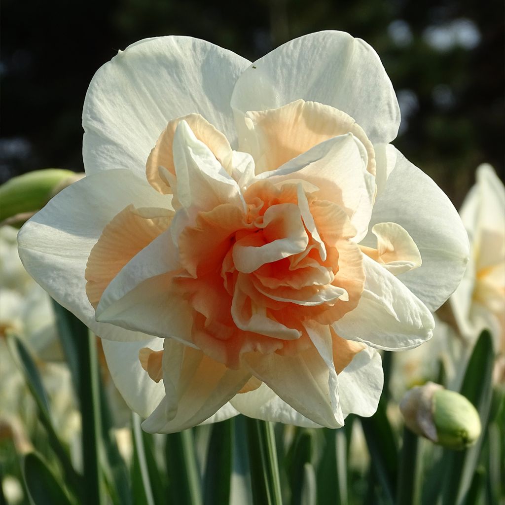 Narcissus Replete - Daffodil
