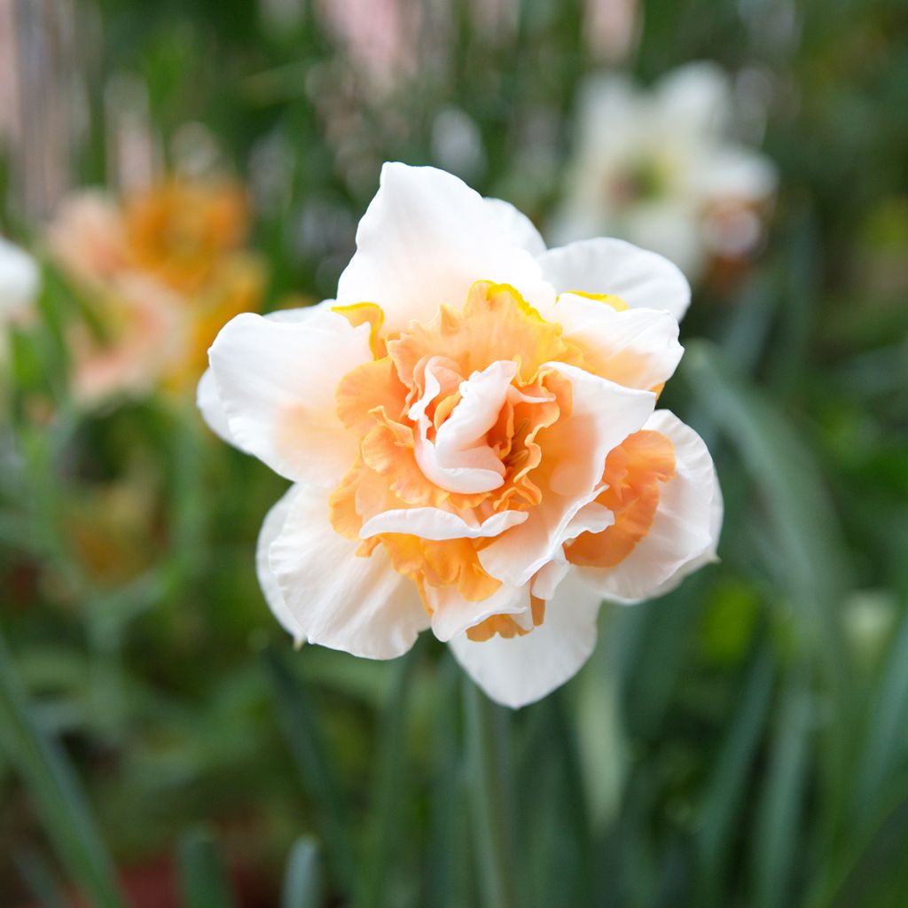 Narcissus Replete - Daffodil