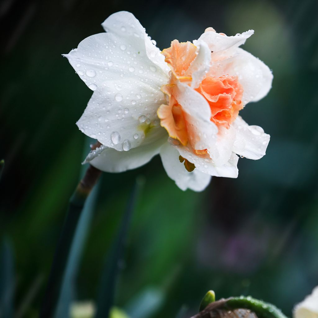 Narcissus Replete - Daffodil