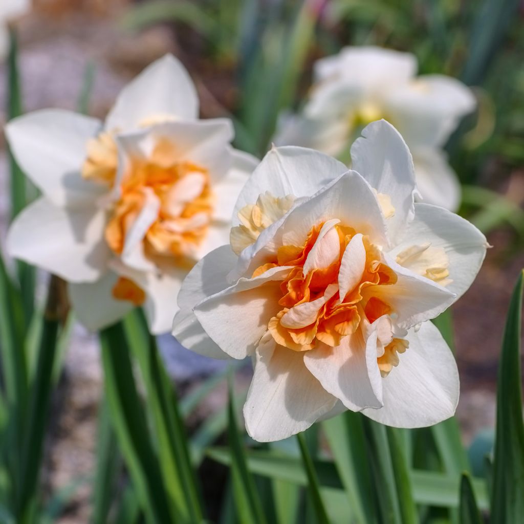 Narcissus Replete - Daffodil