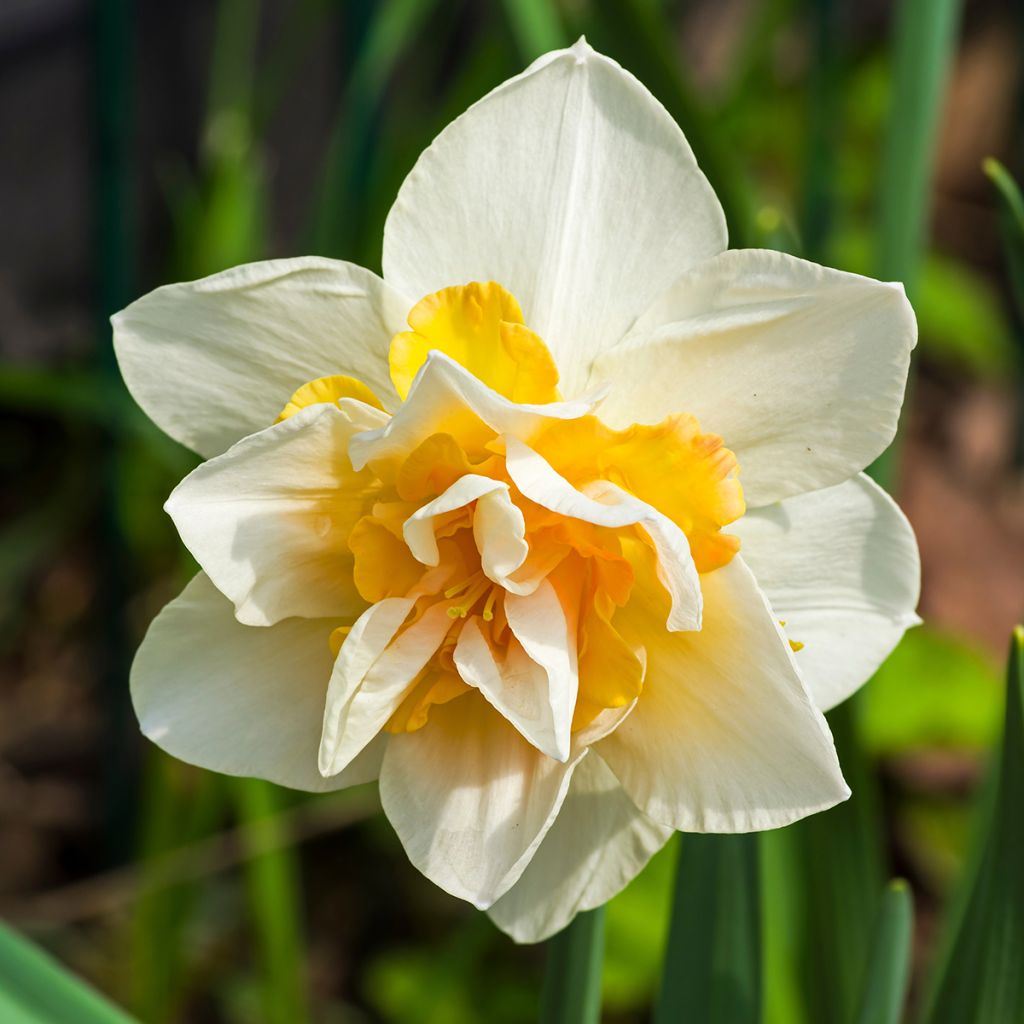 Narcissus Replete - Daffodil
