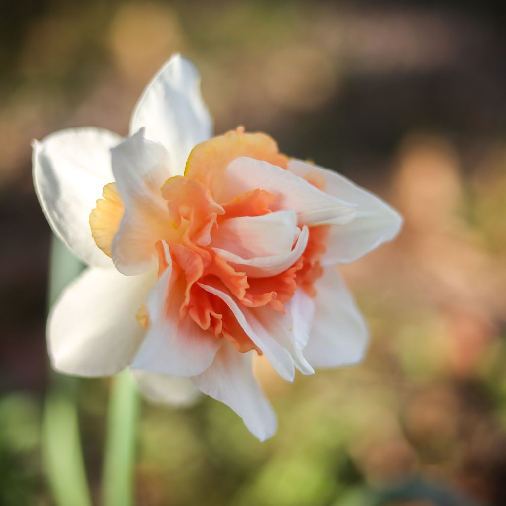 Narcissus Replete - Daffodil