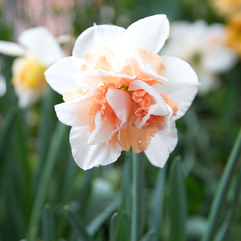 Narcissus Replete - Daffodil
