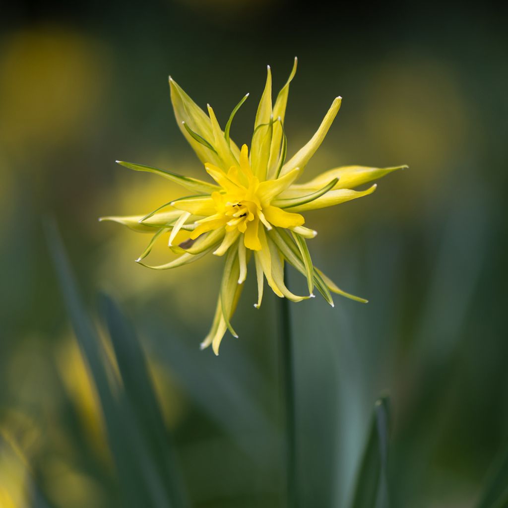 Narcissus pumilus Rip van Winkle