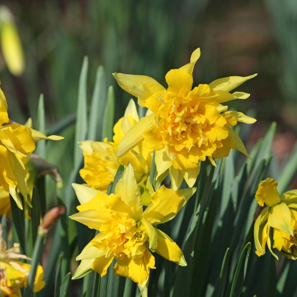 Narcissus pumilus Rip van Winkle