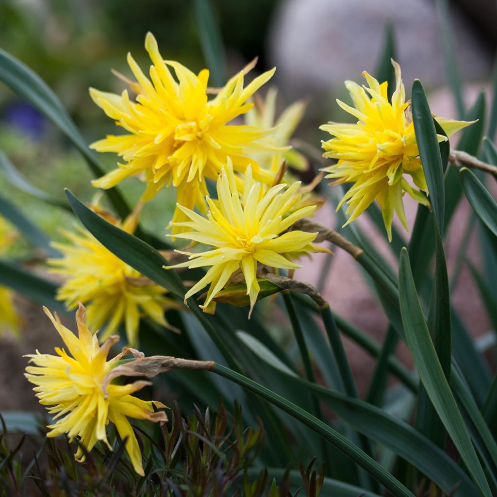 Narcissus pumilus Rip van Winkle