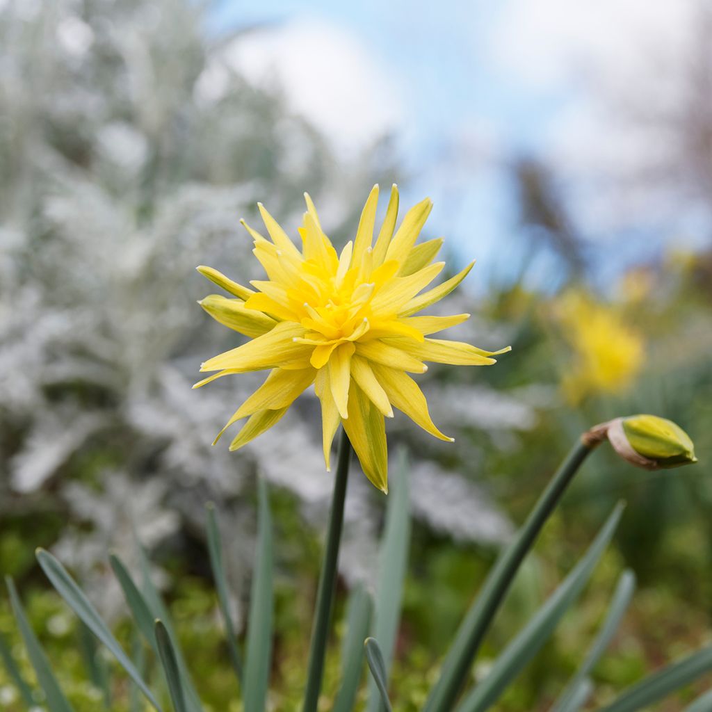 Narcissus pumilus Rip van Winkle