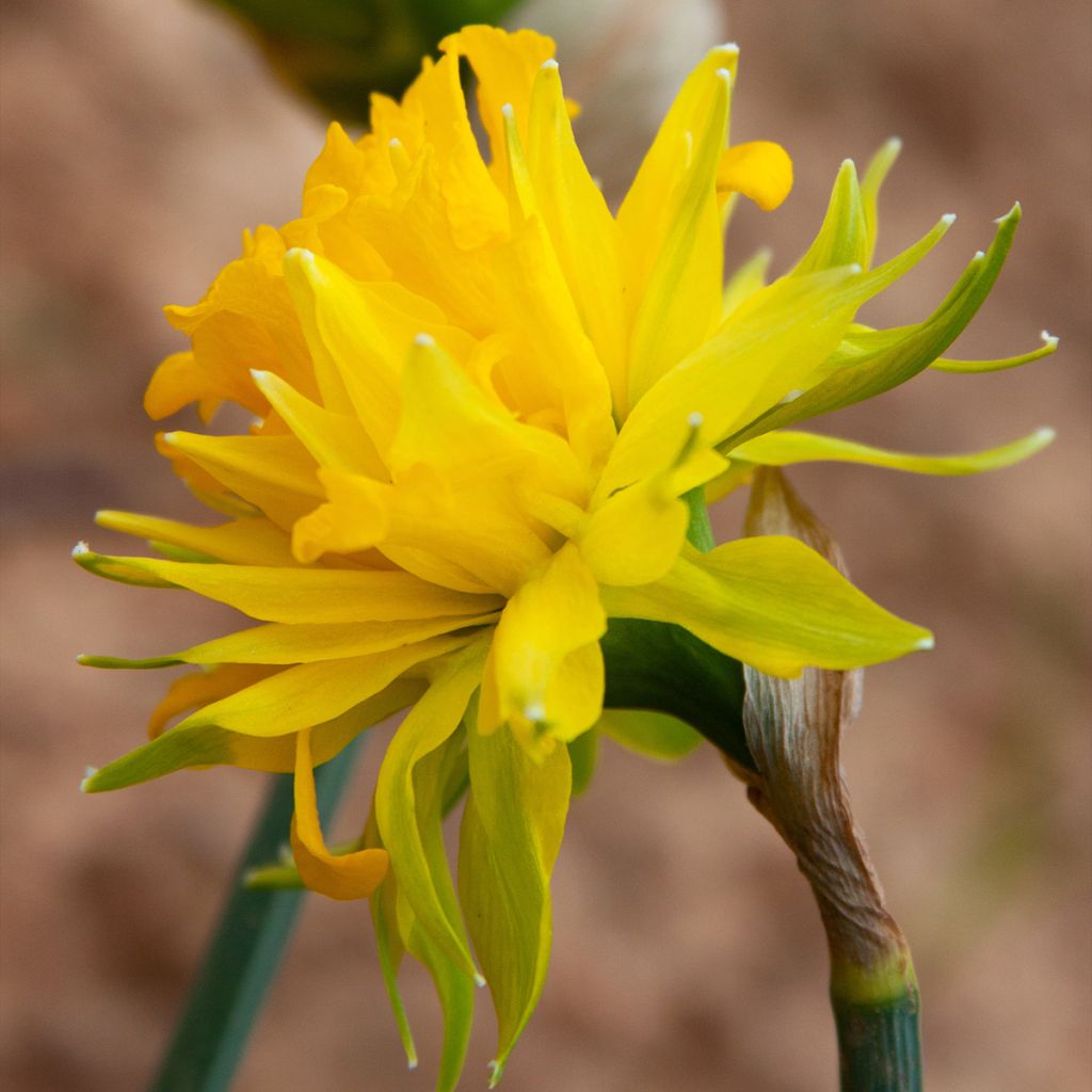 Narcissus pumilus Rip van Winkle