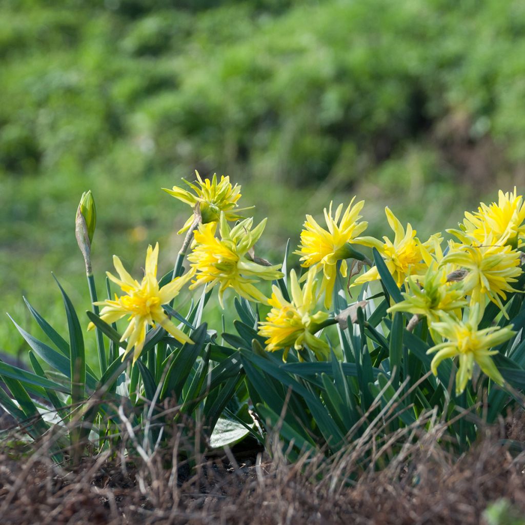 Narcissus pumilus Rip van Winkle