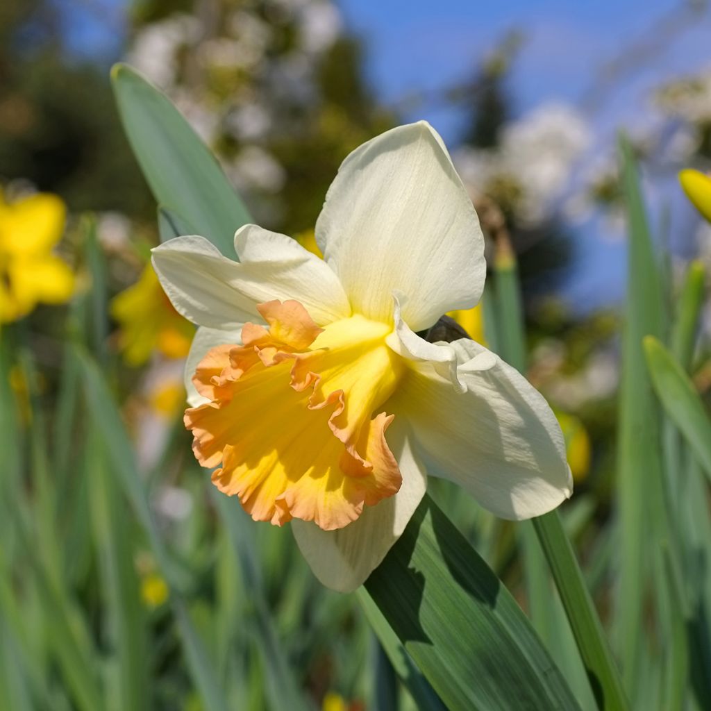 Narcissus Salome