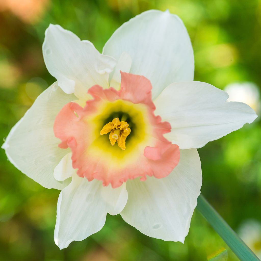 Narcissus Salome