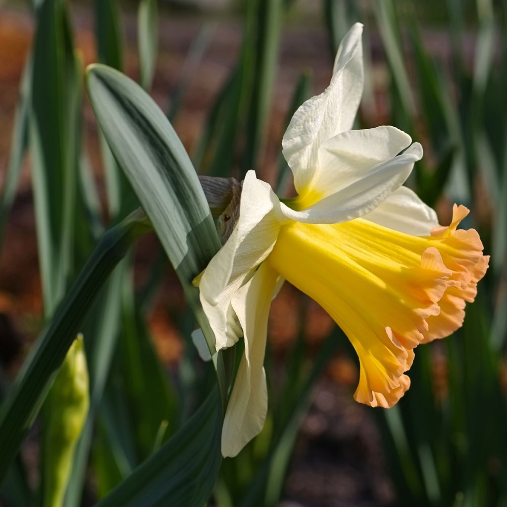 Narcissus Salome