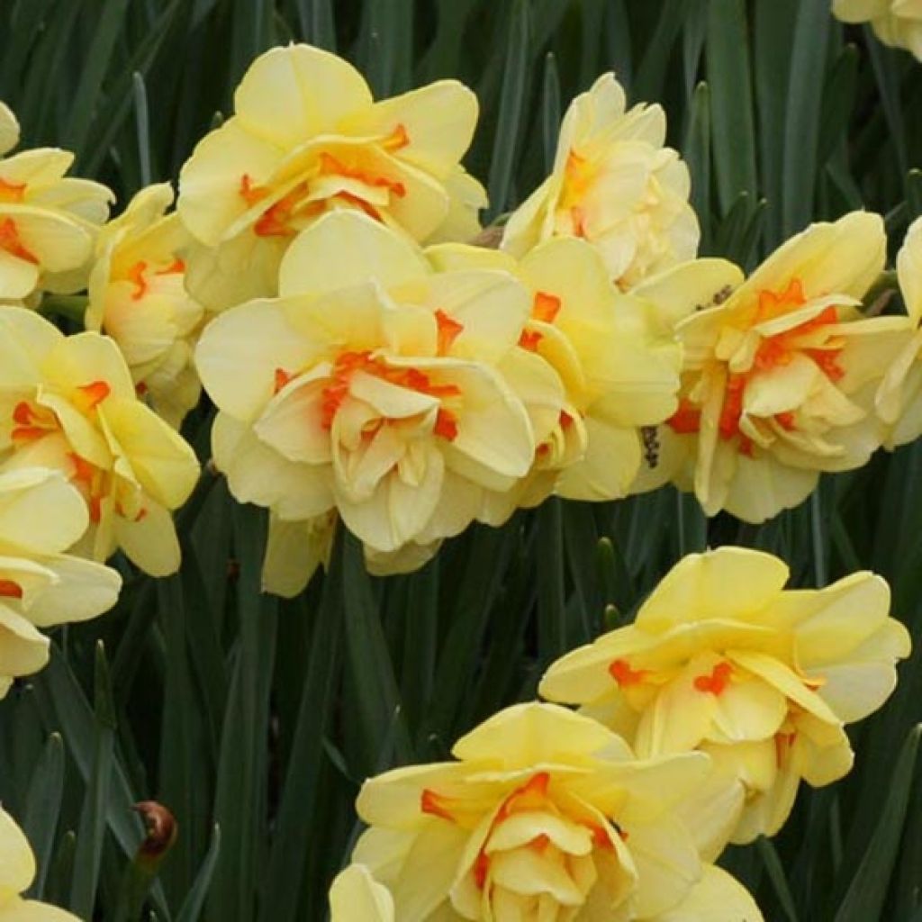 Narcissus Tahiti