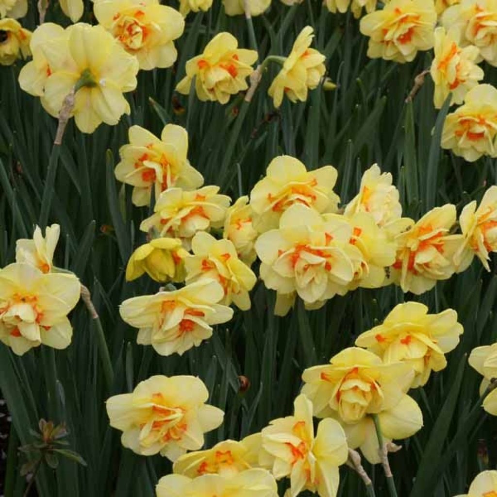 Narcissus Tahiti