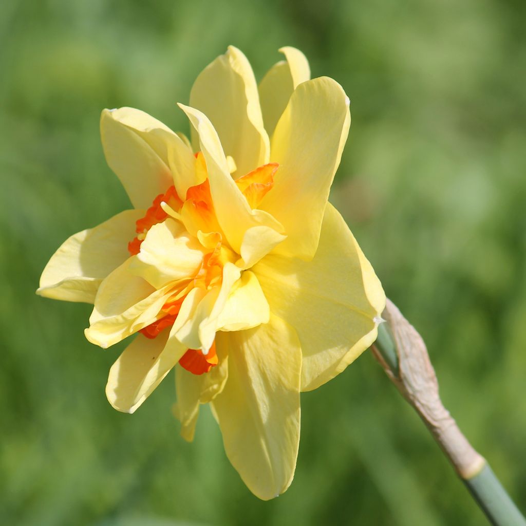 Narcissus Tahiti