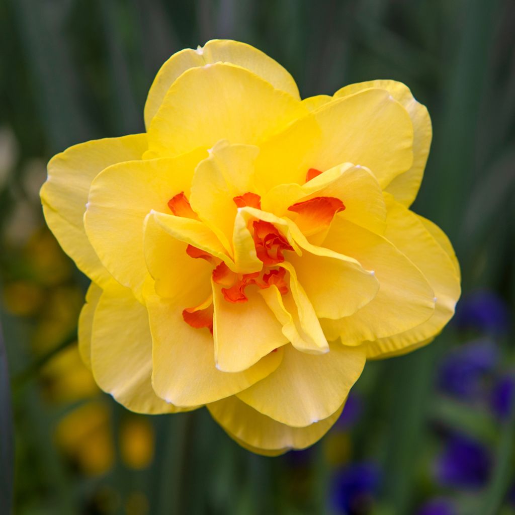 Narcissus Tahiti