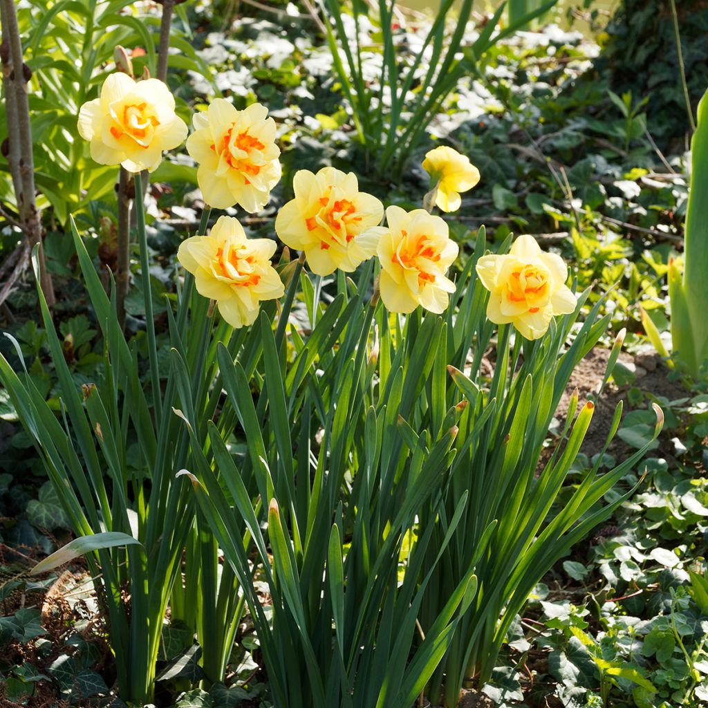Narcissus Tahiti