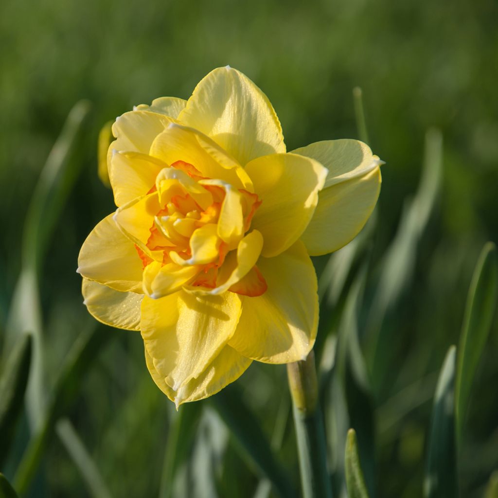 Narcissus Tahiti