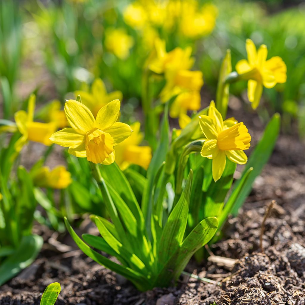 Narcissus cyclamineus Tête-à-tête
