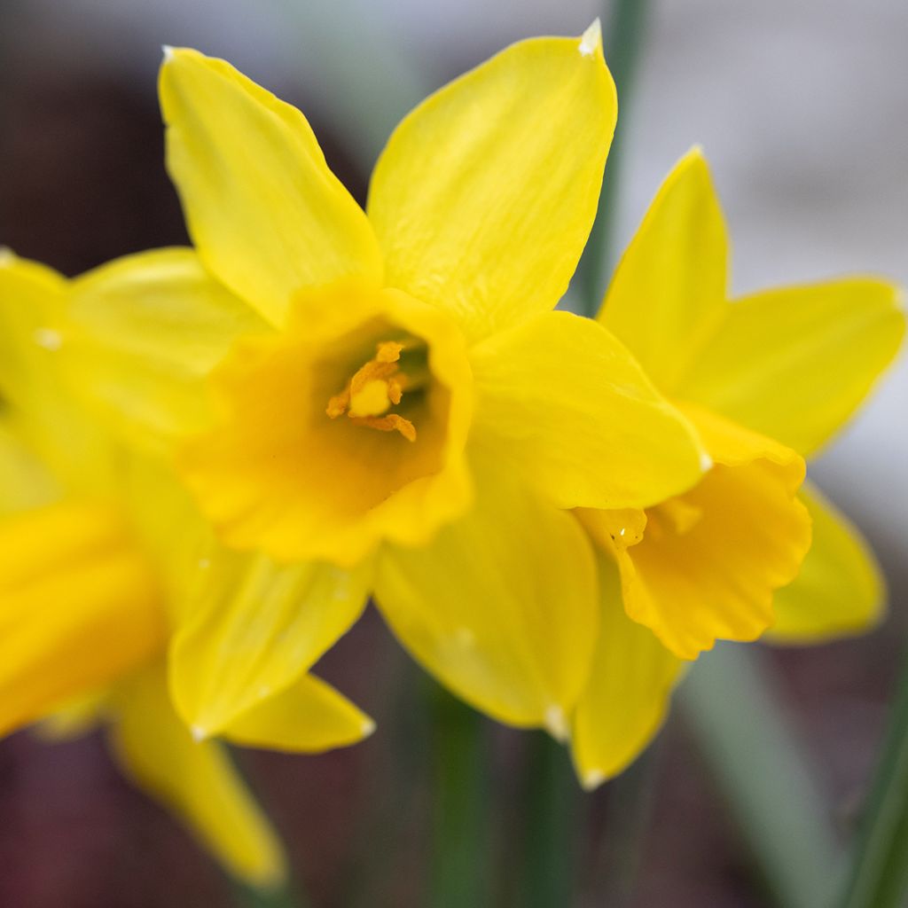 Narcissus cyclamineus Tête-à-tête