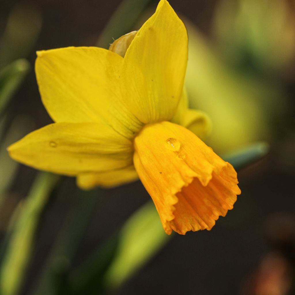 Narcissus cyclamineus Tête-à-tête