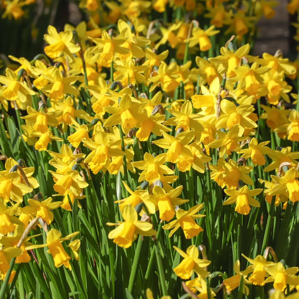 Narcissus cyclamineus Tête-à-tête