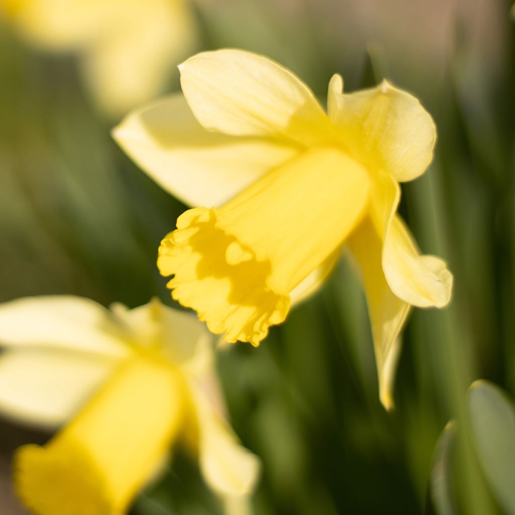 Narcissus cyclamineus Tête-à-tête