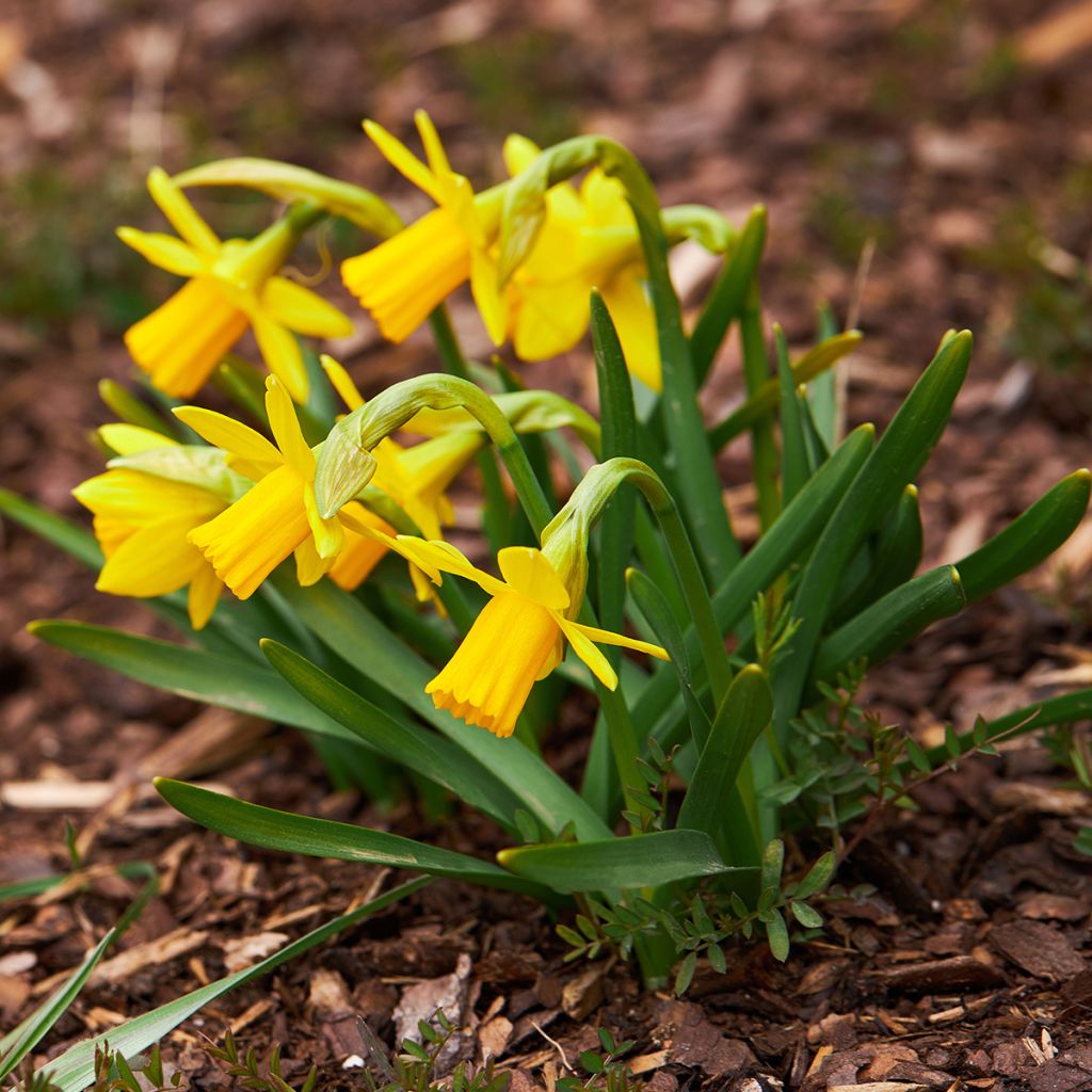Narcissus cyclamineus Tête-à-tête