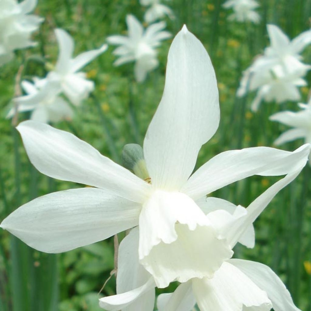 Narcissus triandrus Thalia - Daffodil