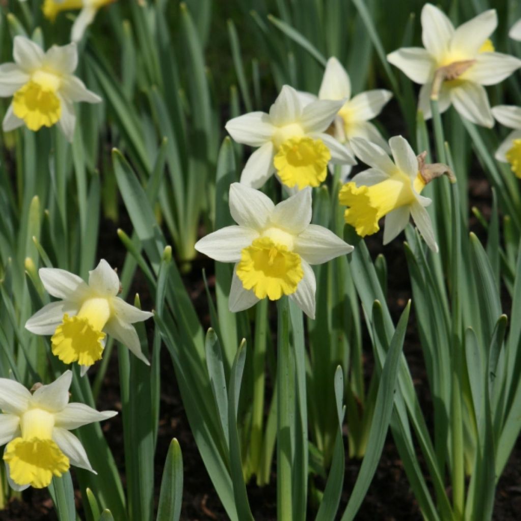 Narcissus Topolino