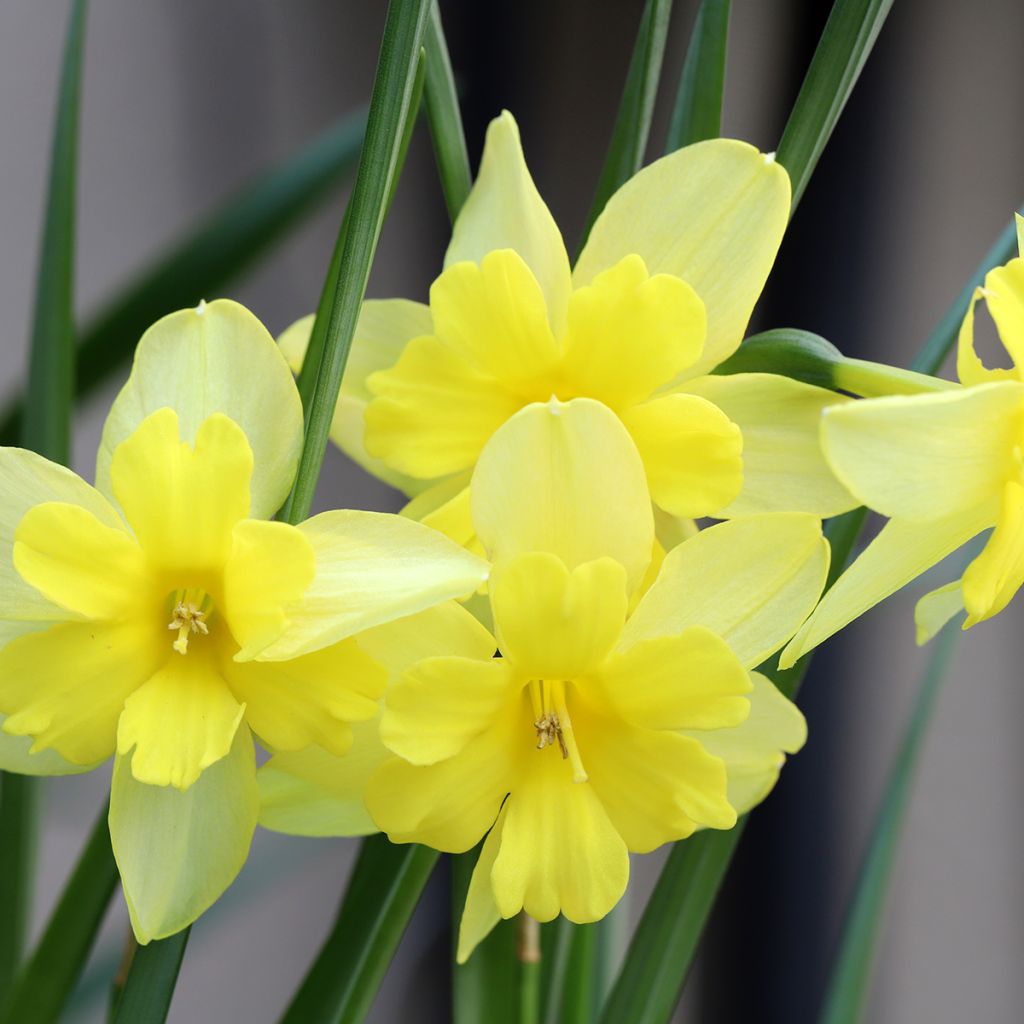 Narcissus Tripartite